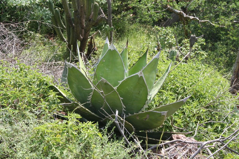 Agave quiotepecensis photo 6