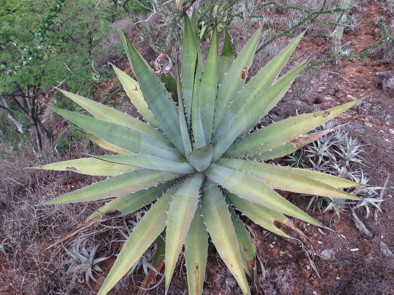 Agave quiotepecensis photo 7