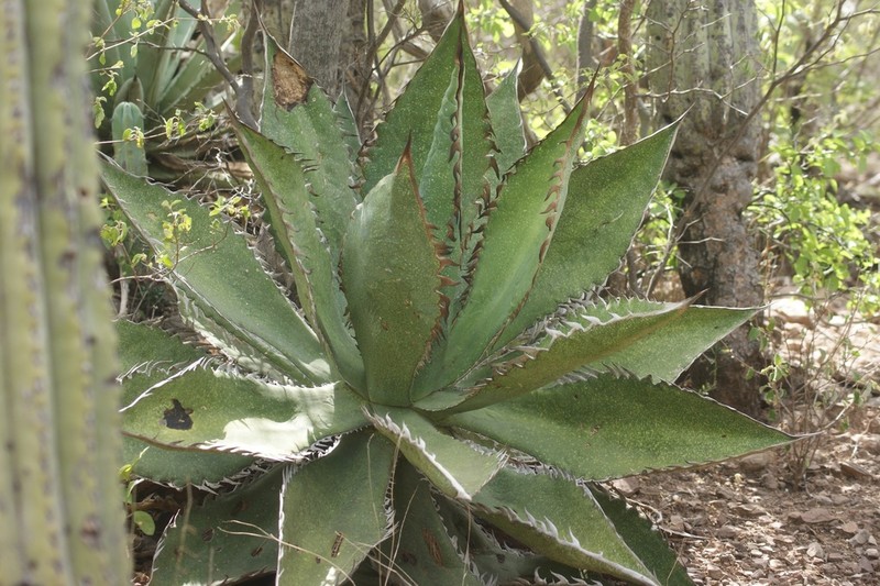 Agave quiotepecensis photo 8