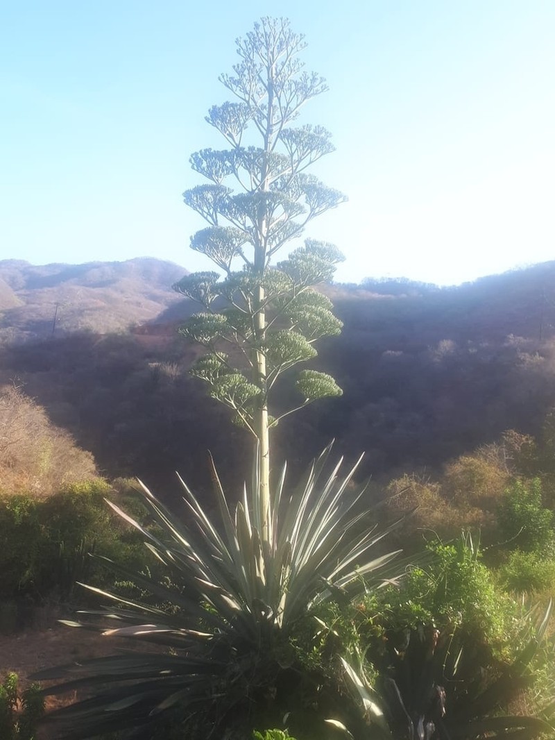 Agave rhodacantha photo 2