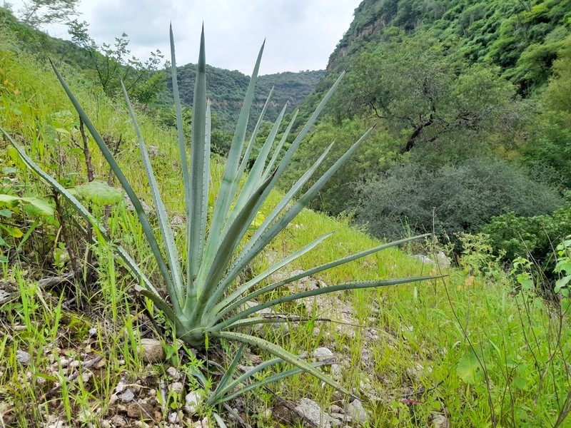 Agave rhodacantha photo 3