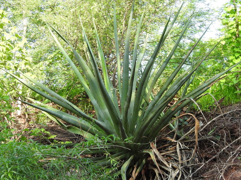 Agave rhodacantha photo 4
