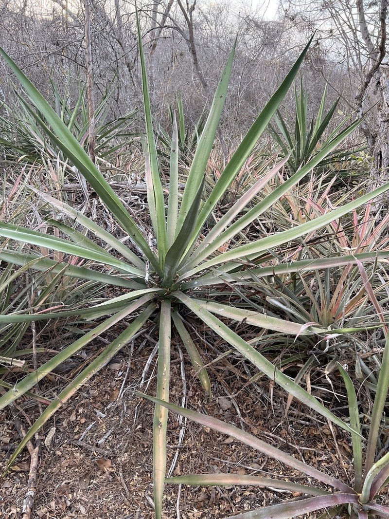 Agave rhodacantha photo 5