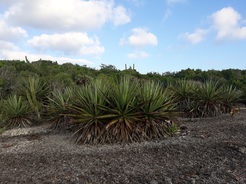 Agave rhodacantha photo 6