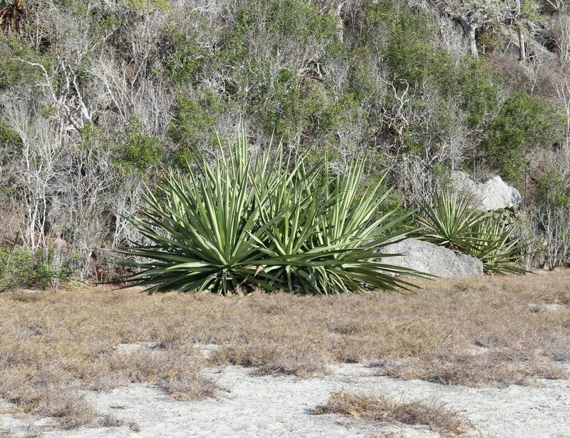 Agave rhodacantha photo 7