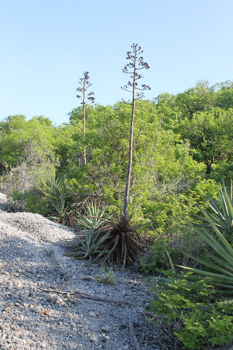Agave rhodacantha photo 8