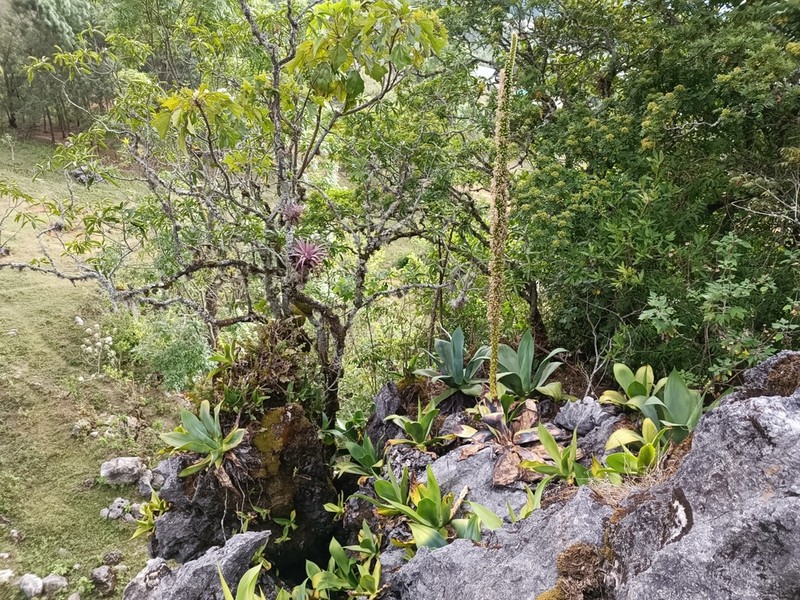 Agave rosalesii photo 2