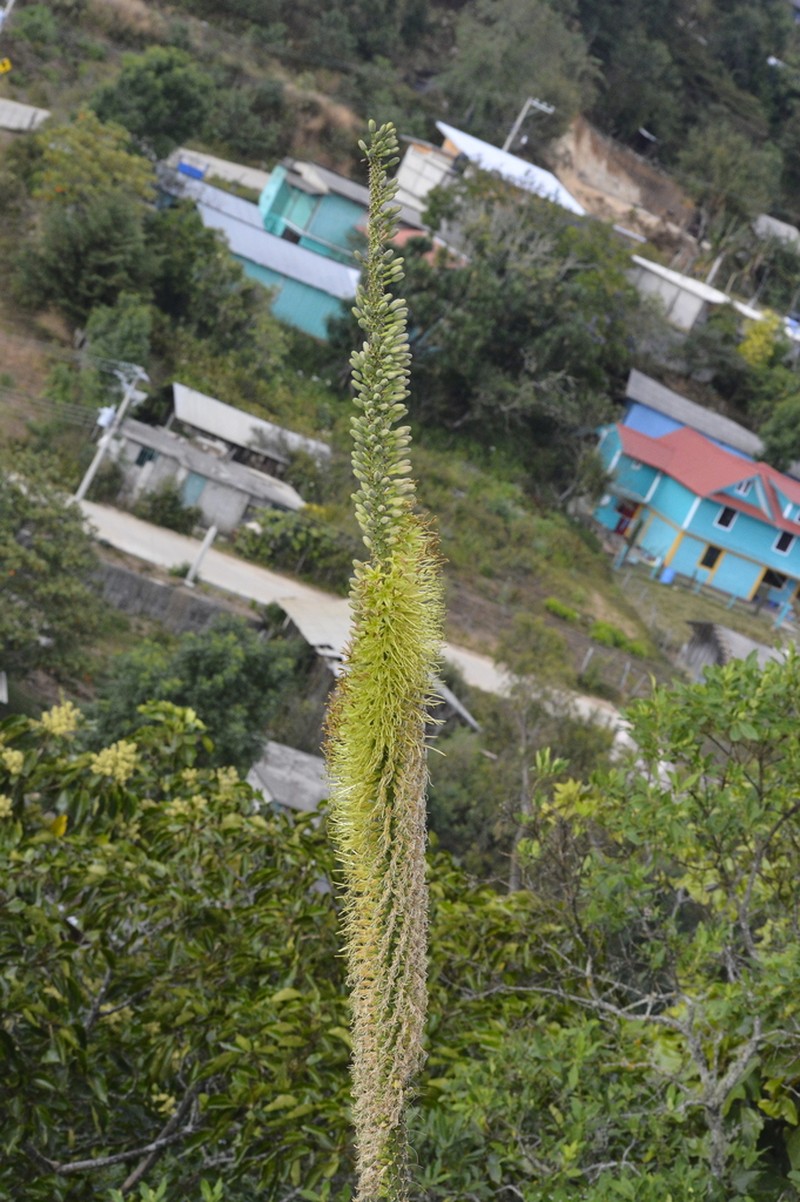 Agave rosalesii photo 4