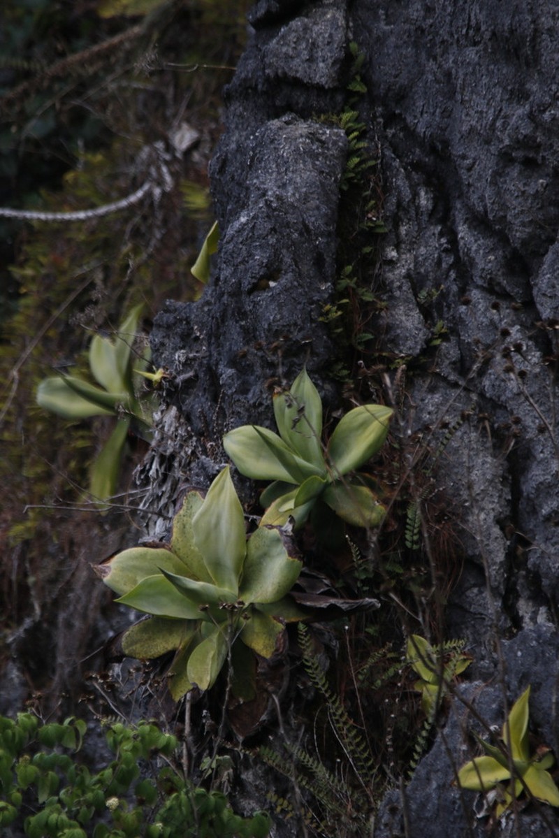 Agave rosalesii photo 5
