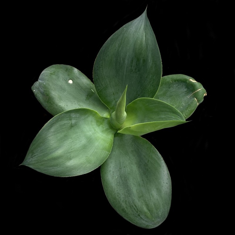 Agave rosalesii photo 7