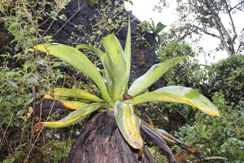 Agave rosalesii photo 8