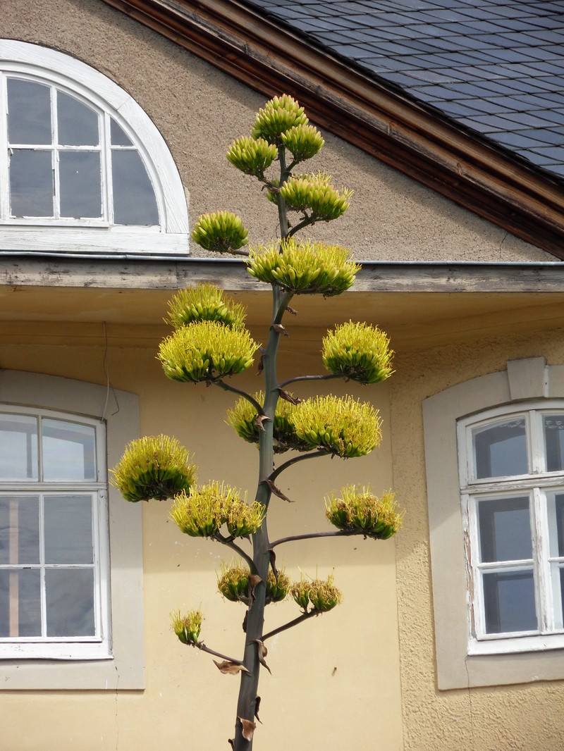 Agave salmiana photo 2