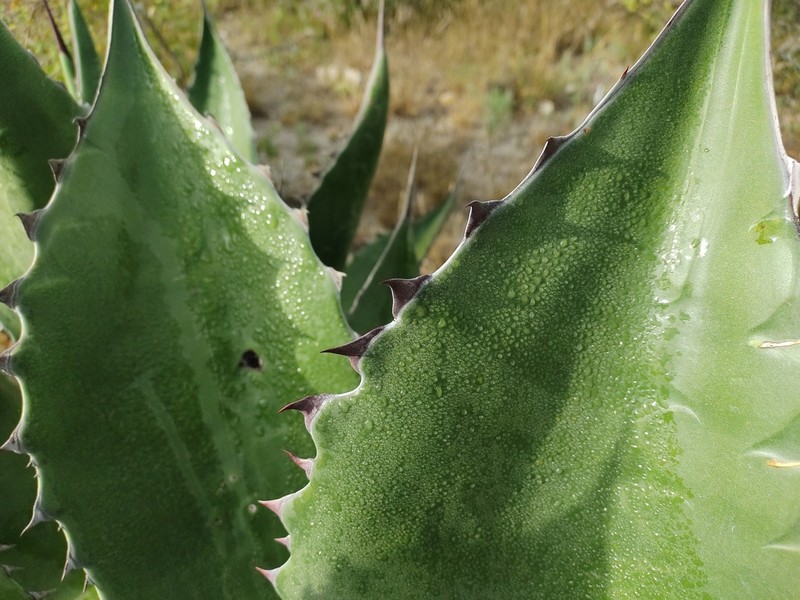 Agave salmiana photo 3