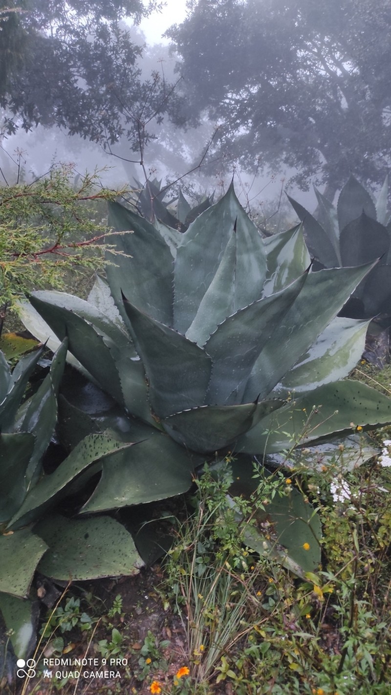 Agave salmiana photo 4