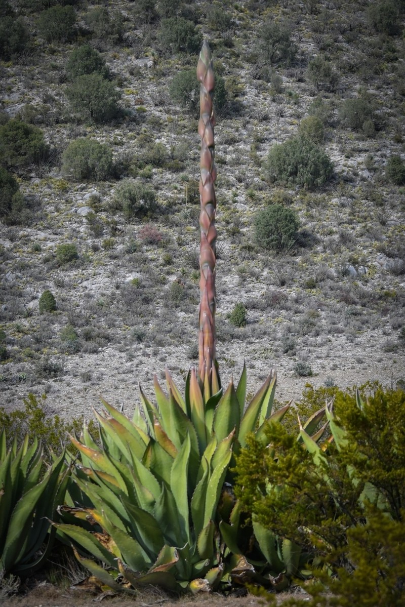 Agave salmiana photo 5