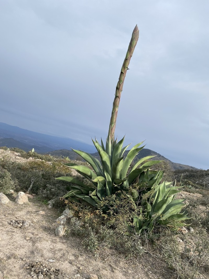Agave salmiana photo 6