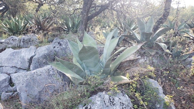 Agave salmiana photo 7