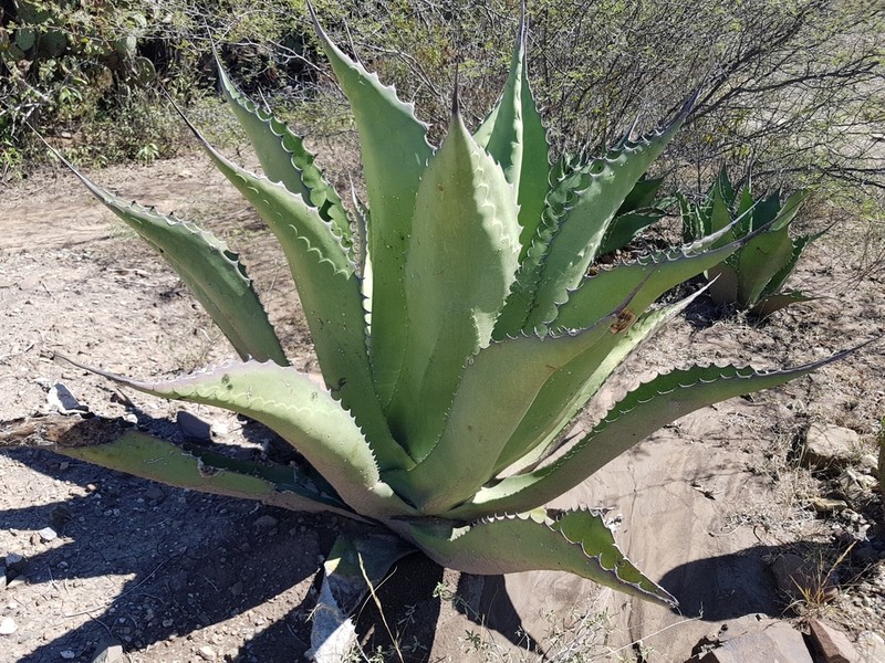 Agave salmiana photo 8