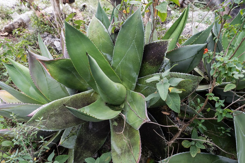 Agave salomonii photo 2