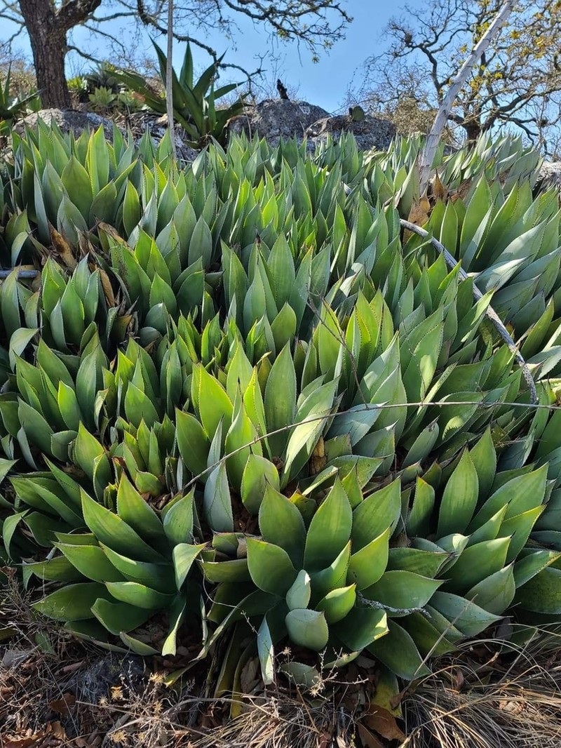 Agave salomonii photo 3