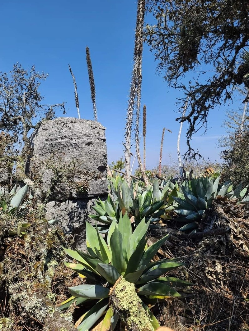 Agave salomonii photo 4