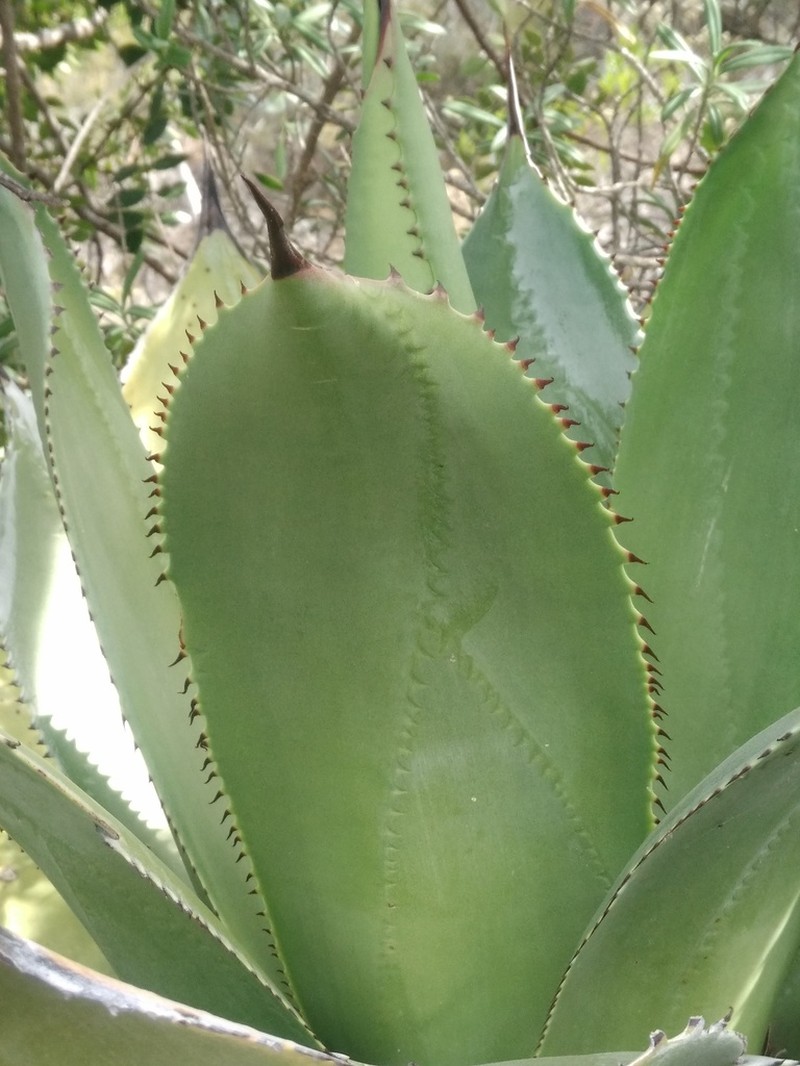 Agave salomonii photo 5