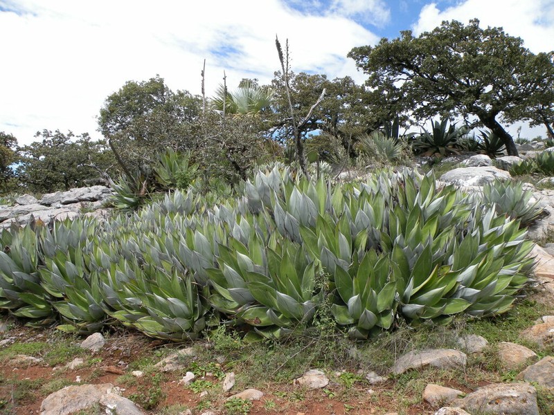 Agave salomonii photo 7