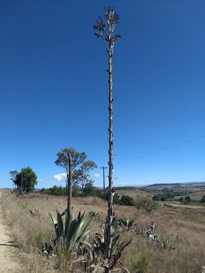Agave scaposa photo 2