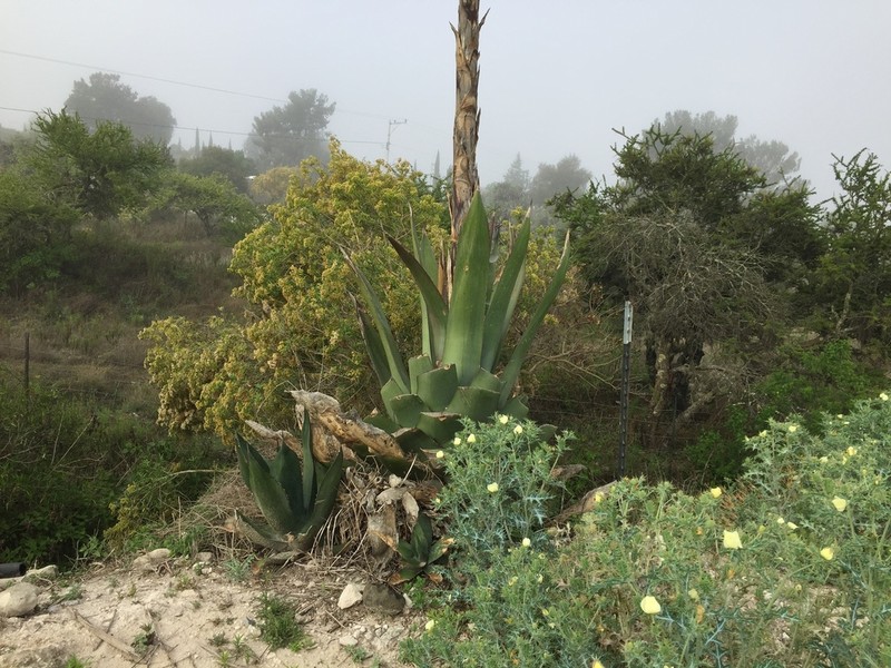 Agave scaposa photo 3