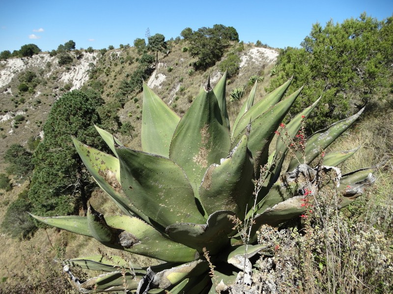Agave scaposa photo 4
