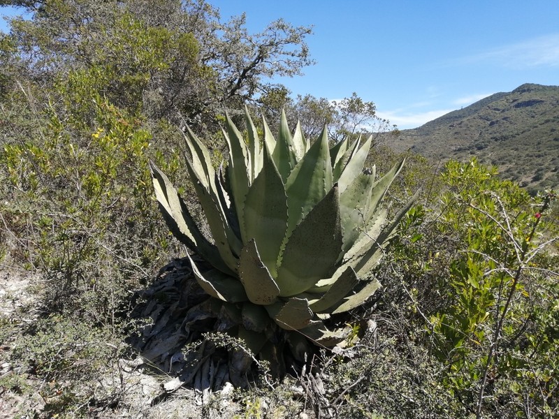 Agave scaposa photo 5