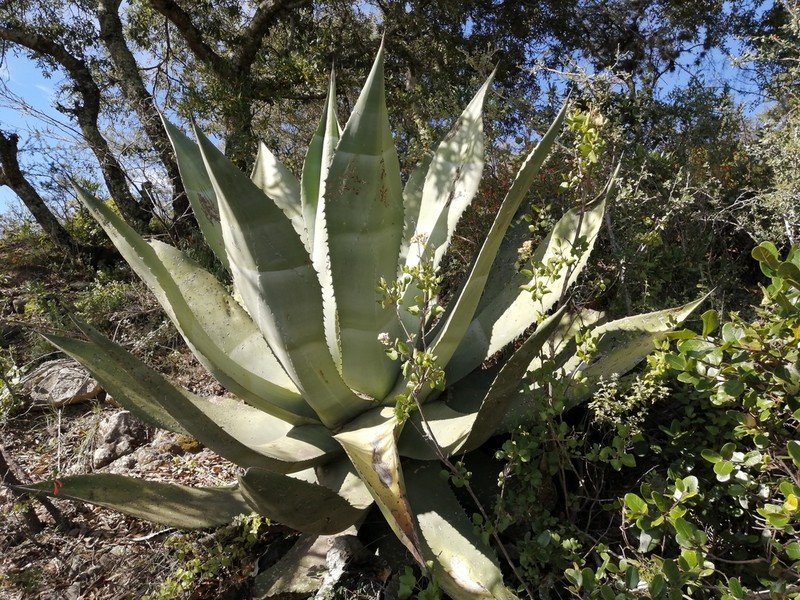 Agave scaposa photo 6