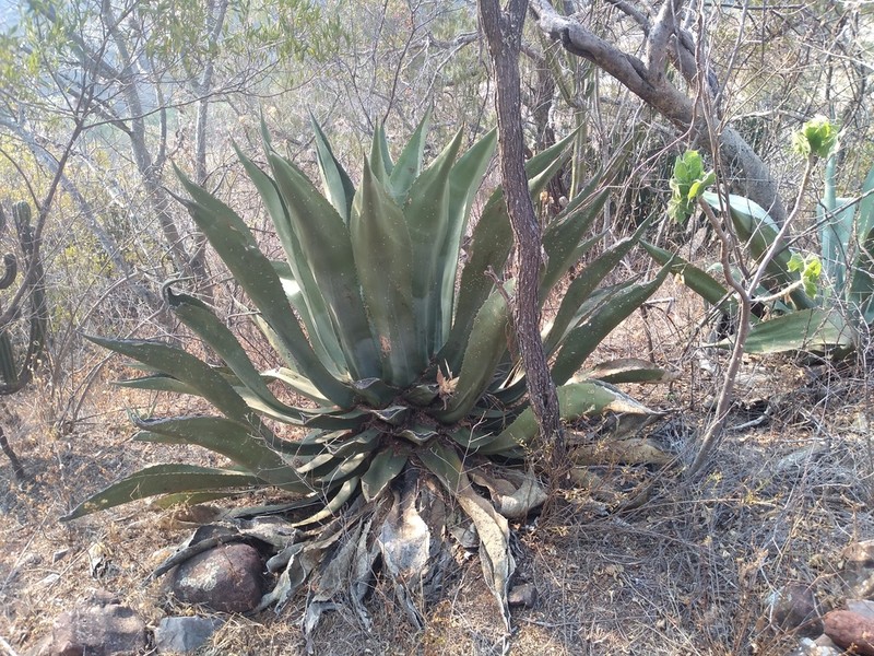 Agave scaposa photo 7