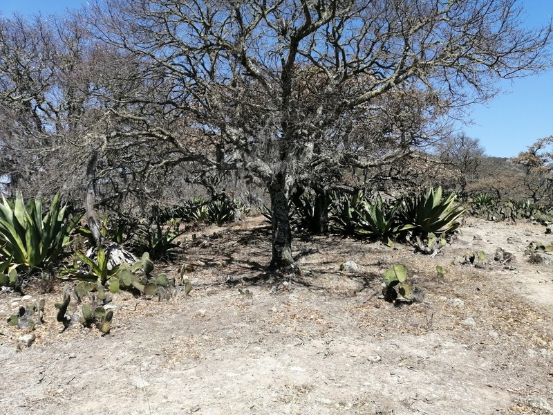Agave scaposa photo 8