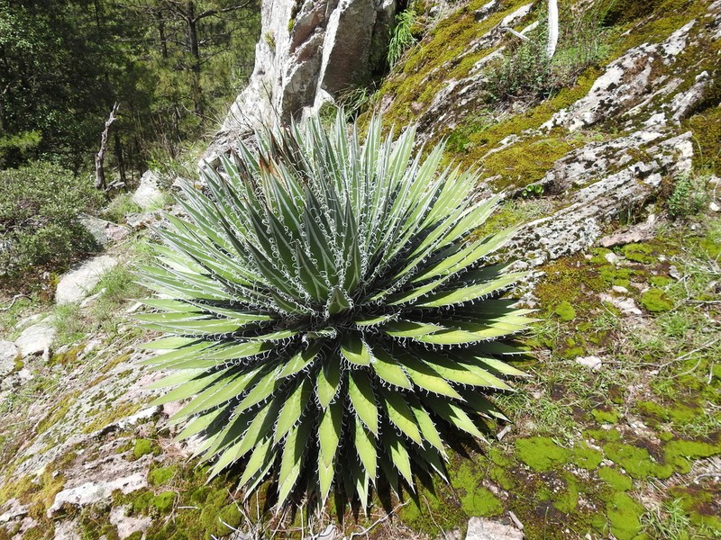 Agave schidigera