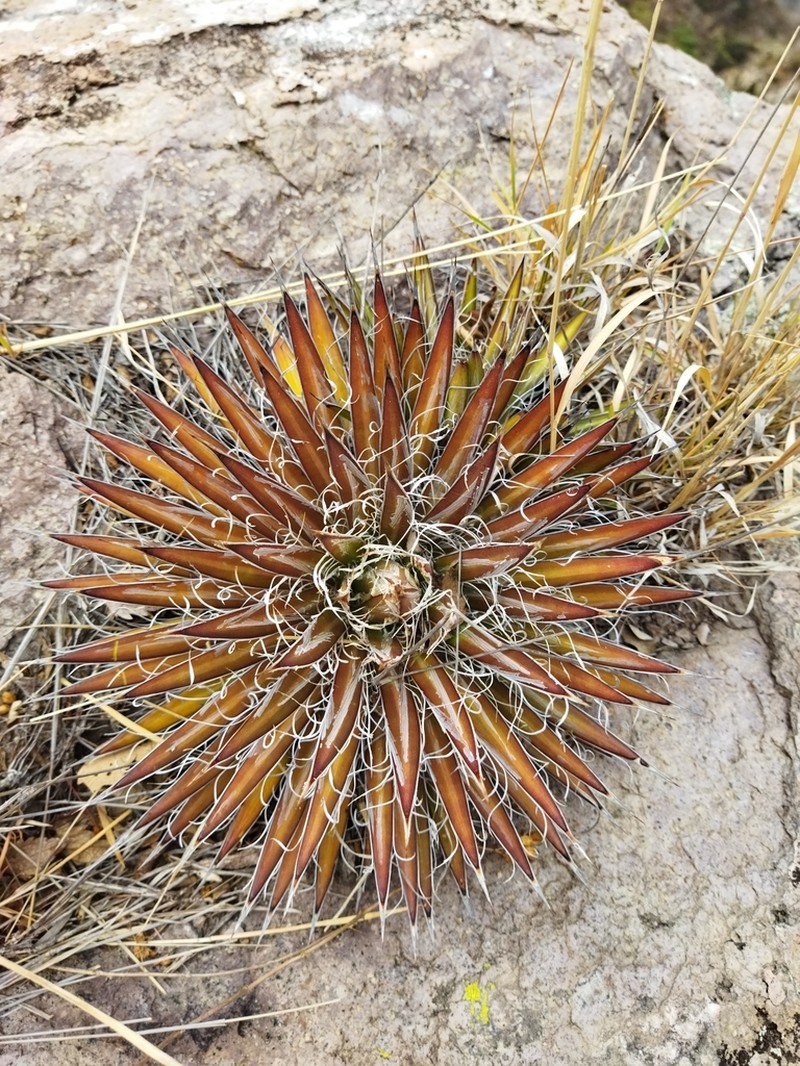 Agave schidigera photo 2
