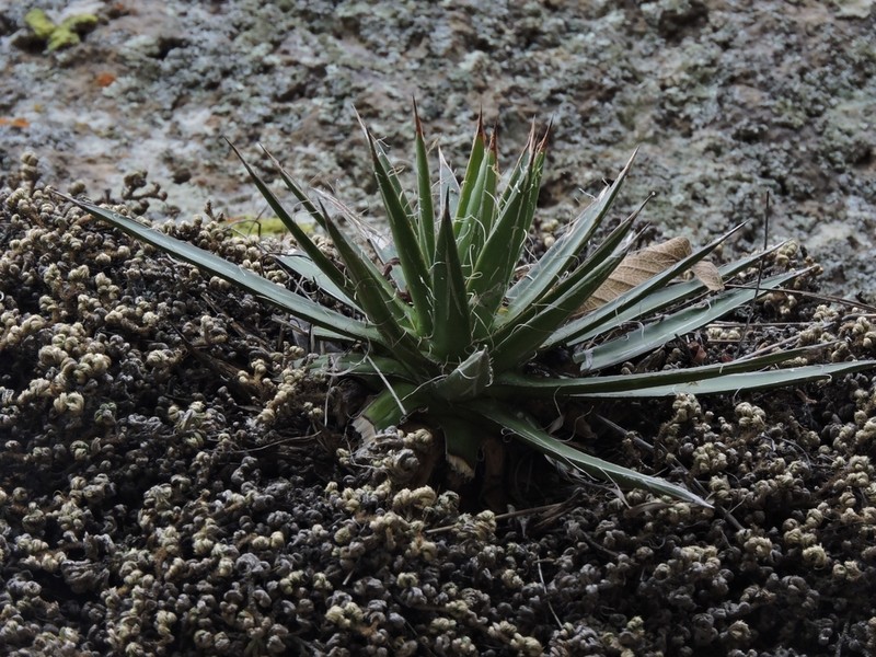 Agave schidigera photo 3