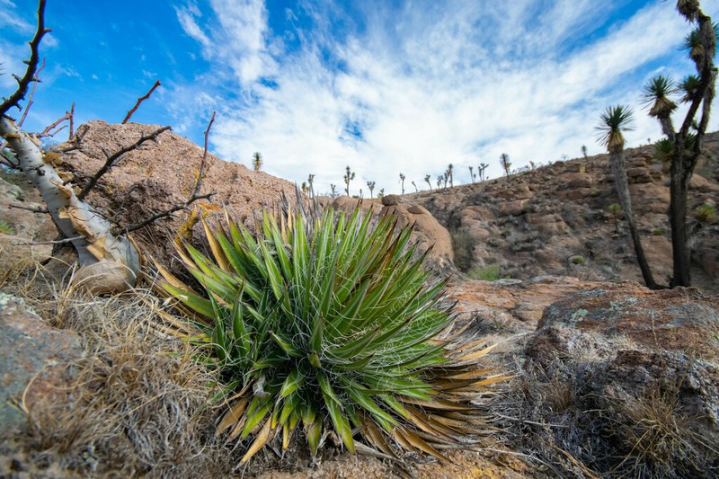 Agave schidigera photo 4
