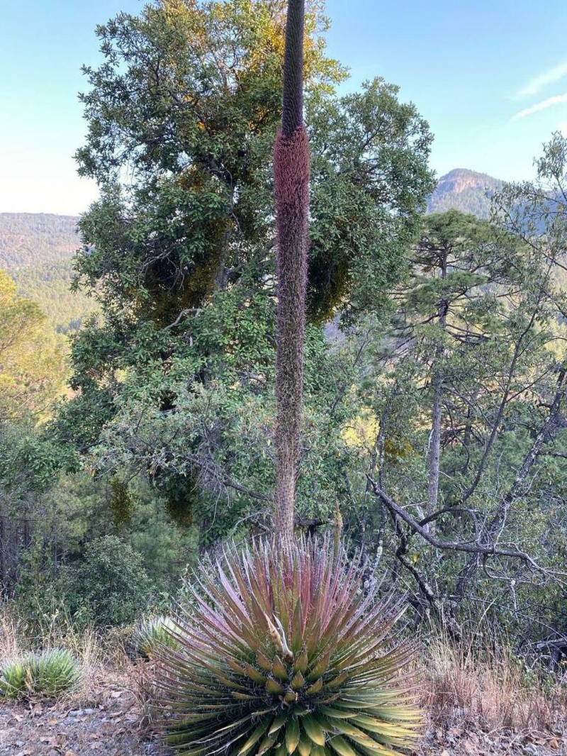Agave schidigera photo 5