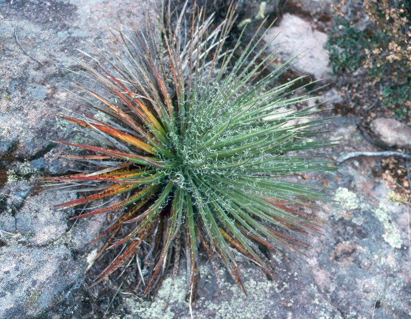 Agave schidigera photo 6