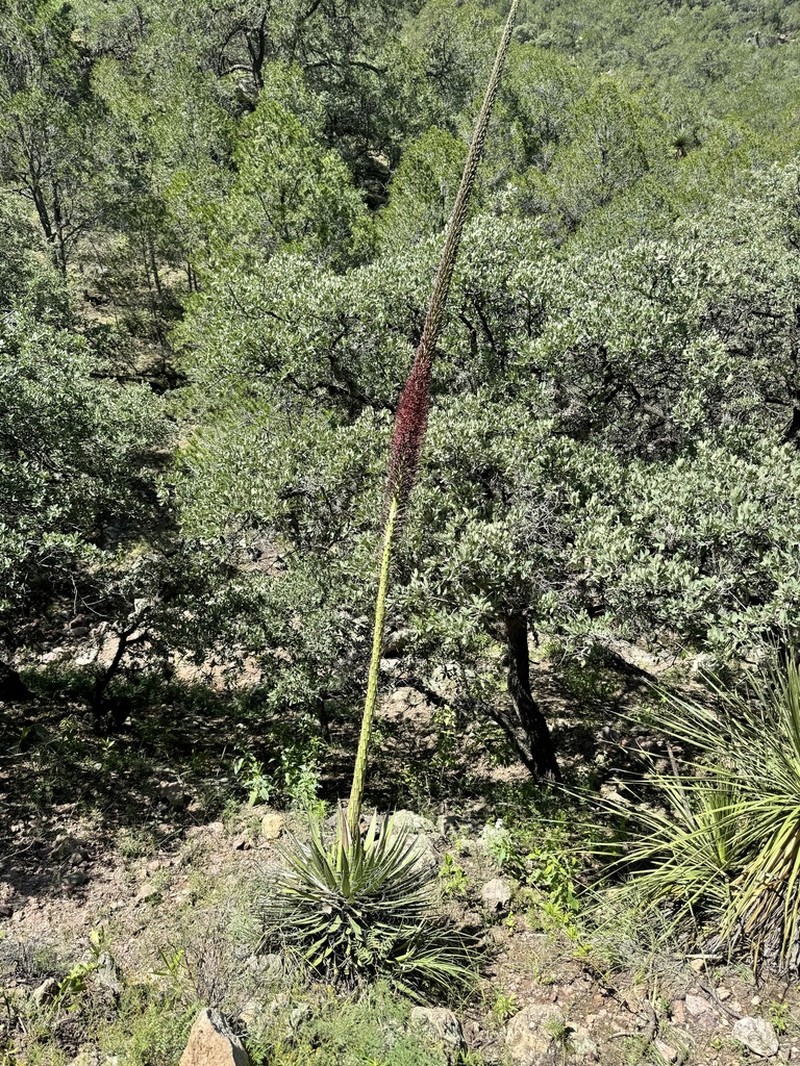 Agave schidigera photo 7