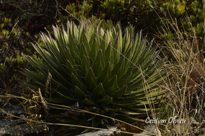 Agave schidigera photo 8