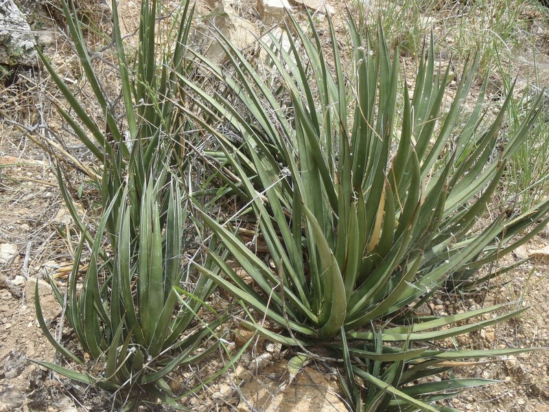 Schott's Century Plant photo 2
