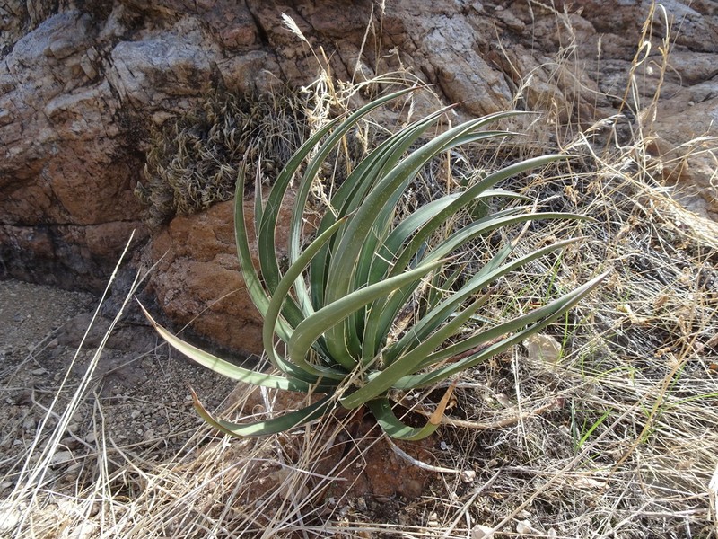 Schott's Century Plant photo 4