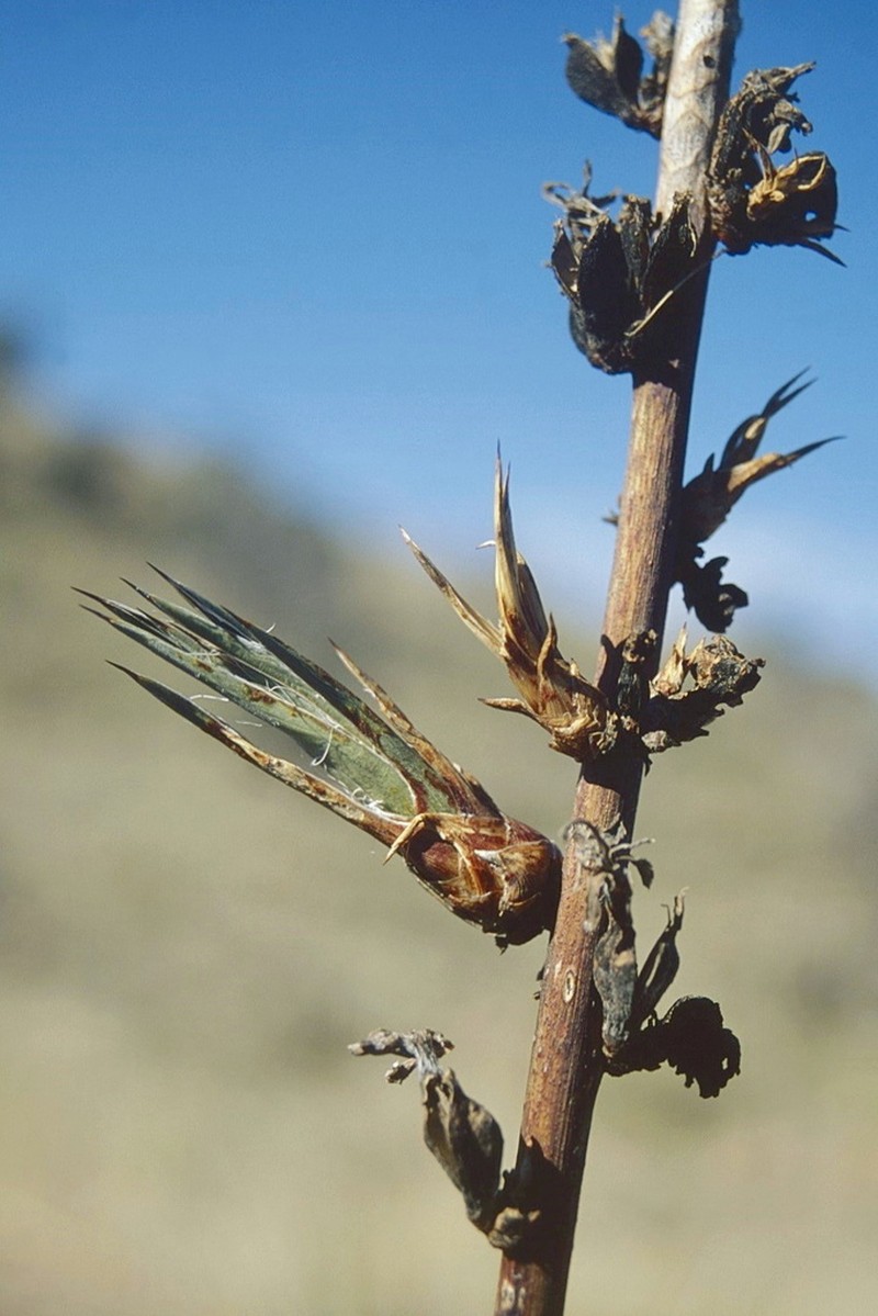 Schott's Century Plant photo 5