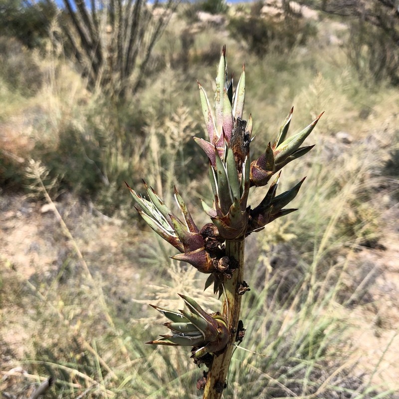 Schott's Century Plant photo 6