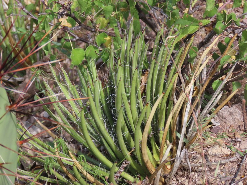 Schott's Century Plant photo 7