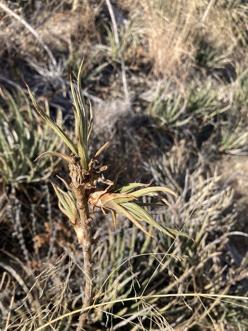 Schott's Century Plant photo 8
