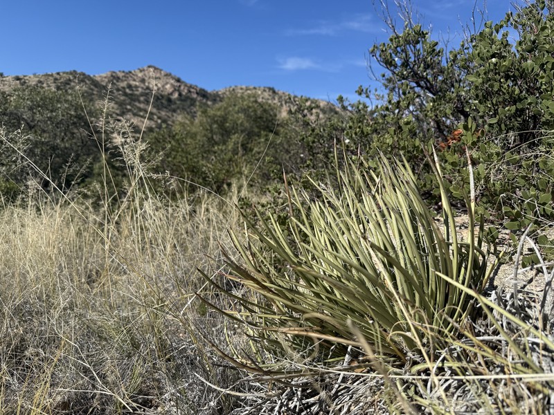 Agave schottii var. schottii