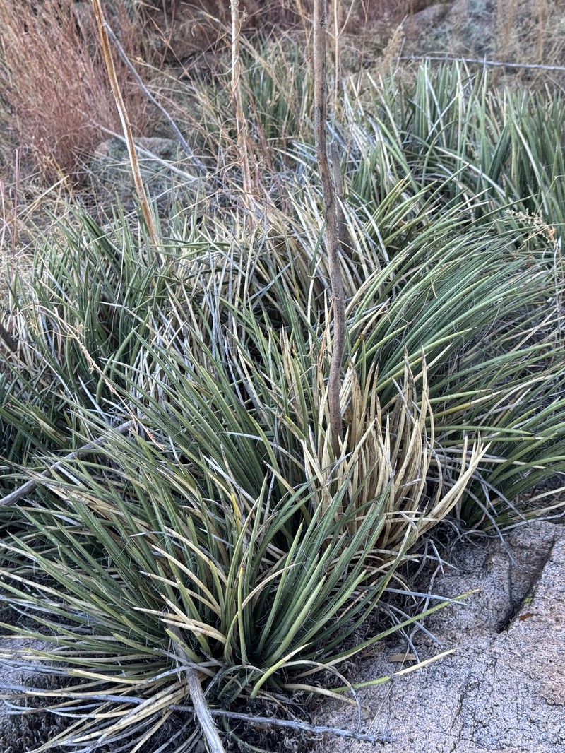 Agave schottii var. schottii photo 2